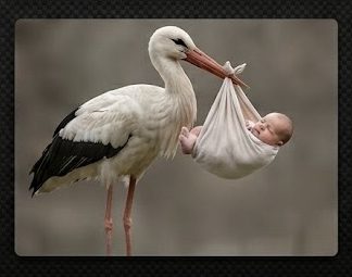 Fertility